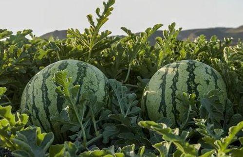 广西网红吃瓜,趣味横生引网友热议  第2张